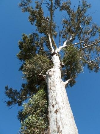T12176 Eucalyptus blakelyi