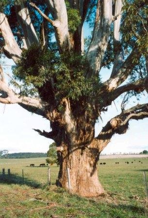 T12058 Eucalyptus viminalis