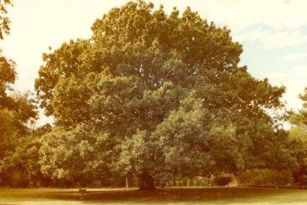 T11722 Quercus robur