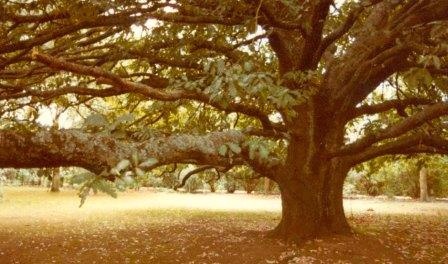 T11722 Quercus robur Branches