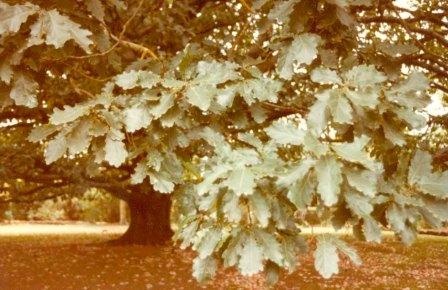 T11722 Quercus robur Foliage