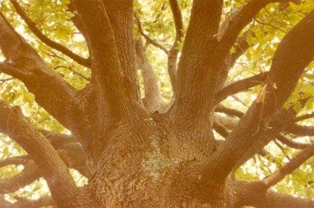 T11722 Quercus robur Trunk