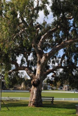 T12183 Eucalyptus camaldulensis