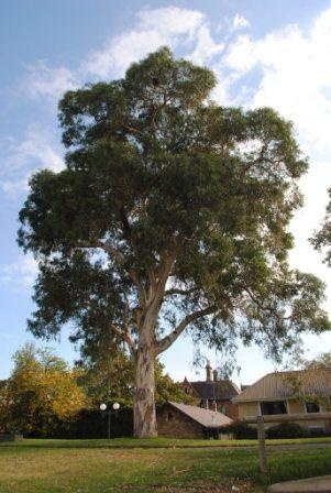 T12183 Eucalyptus camaldulensis