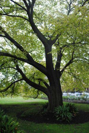 T12187 Ulmus glabra 'Lutescens'