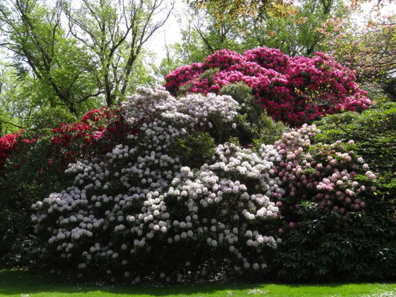 G13102 Duneira garden- rhododendrons