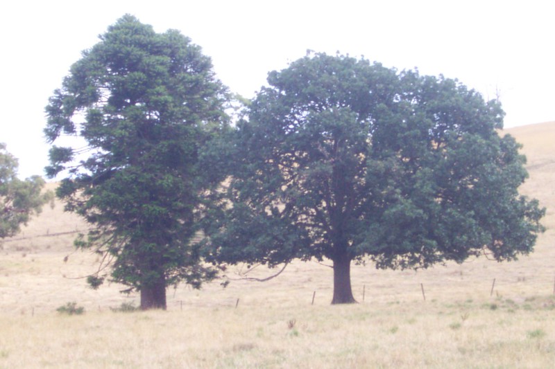 Algerian Oak and Bunya Bunya Pine