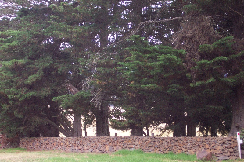Monterey Pines and drystone wall