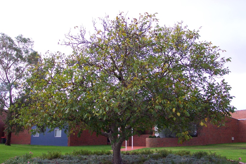 Walnut Tree