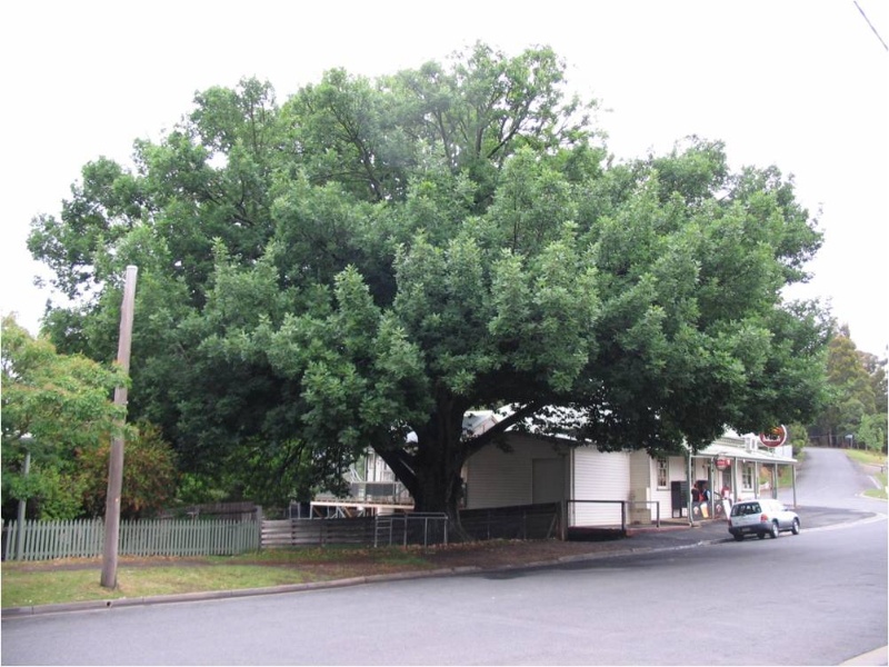 T12141 Quercus canariensis
