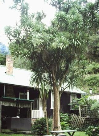 T11978 Cordyline australis before 1994