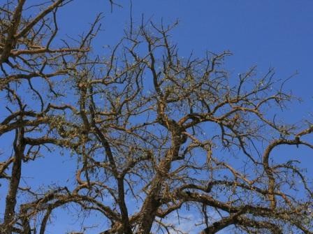 T12134 Quercus suber February 2013)