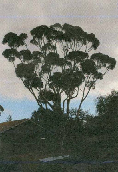 T12192 Eucalyptus cladocalyx