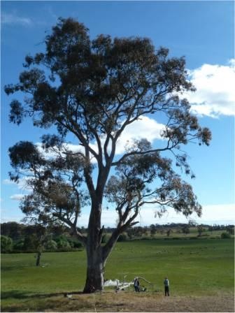 T12201 Eucalyptus blakelyi