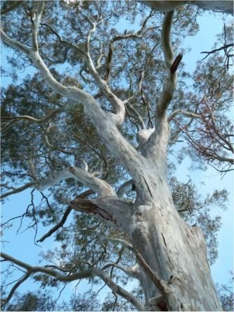 T12201 Eucalyptus blakelyi