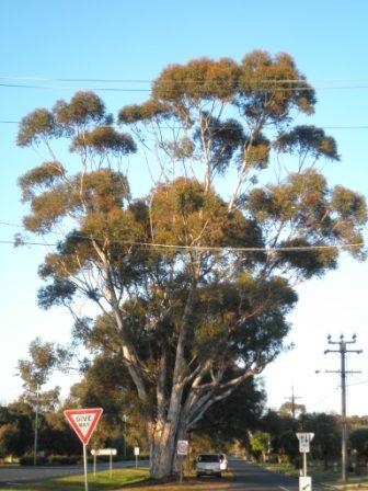 T12202 Eucalyptus cladocalyx