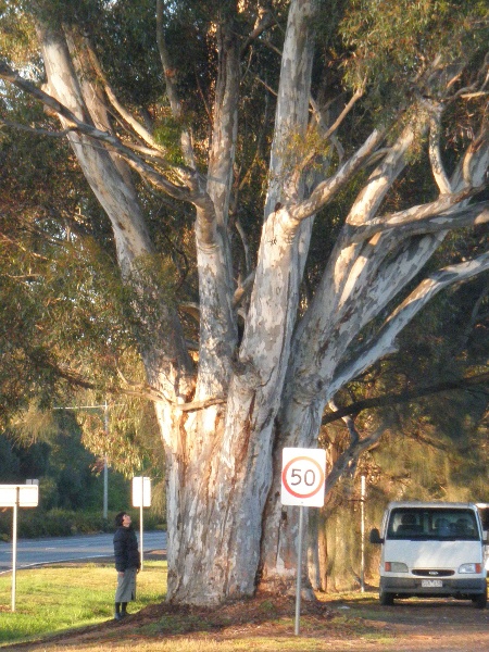T12202 Eucalyptus cladocalyx