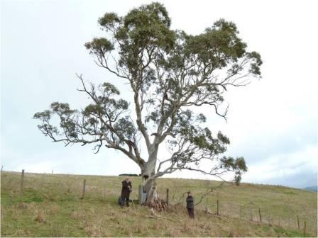 T12203 Eucalyptus pauciflora ssp paucifora