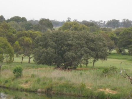 T12204 Eucalyptus baueriana ssp thalassina