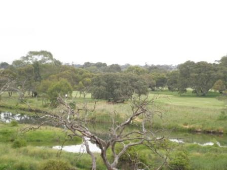 T12204 Eucalyptus baueriana ssp thalassina