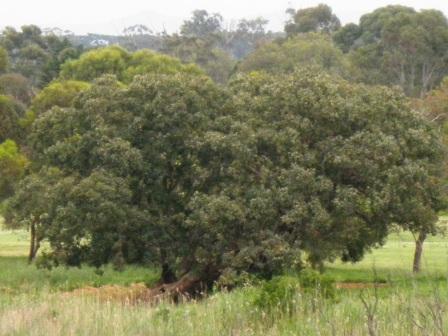 T12204 Eucalyptus baueriana ssp thalassina