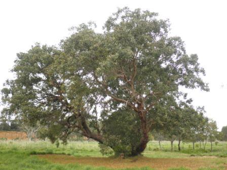 T12204 Eucalyptus baueriana ssp thalassina