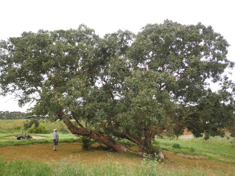 T12204 Eucalyptus baueriana ssp thalassina