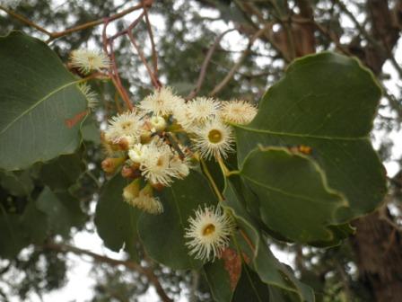 T12204 Eucalyptus baueriana ssp thalassina