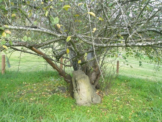 Base of Batman Apple Tree