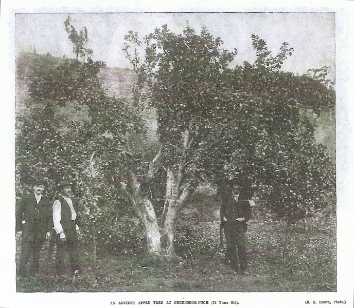 George Mitchell, Johannes Adam Bosch &amp; Robert Emmet Whatmough in front of Batman Apple Tree April, 1910