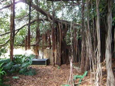 T12194 Ficus macrophylla Windsor