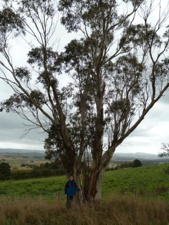 T12195 Eucalyptus pauciflora ssp pauciflora