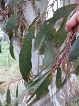 T12195 Eucalyptus pauciflora ssp pauciflora