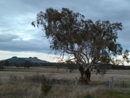 T12196 Eucalyptus pauciflora ssp pauciflora