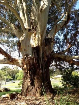 T12205 Eucalyptus viminalis Foster