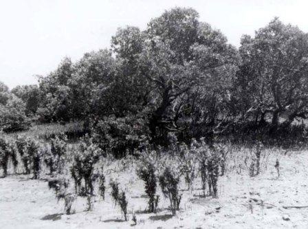 L10078 Mangroves at Warneet