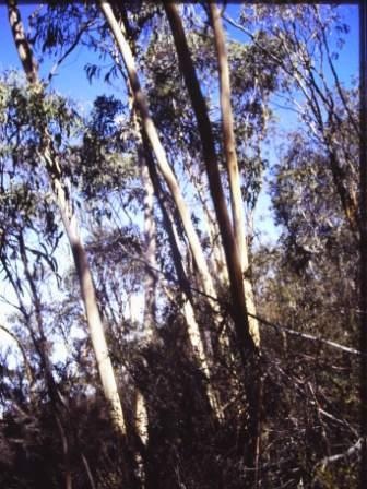 T11022 Eucalyptus saxatilis