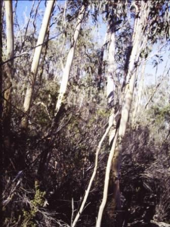 T11022 Eucalyptus saxatilis
