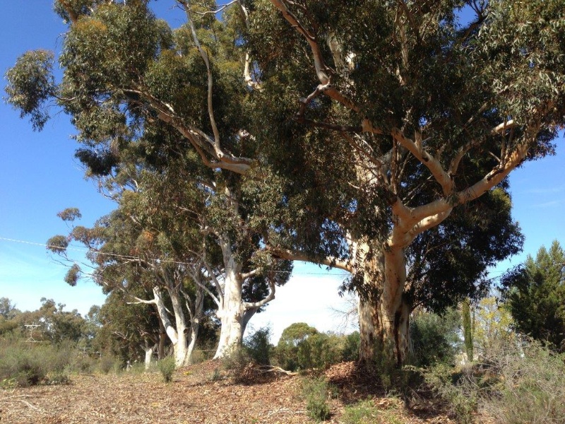 T11168 Eucalyptus cladocalyx