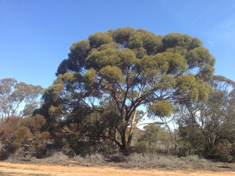 T11169 Eucalyptus diptera