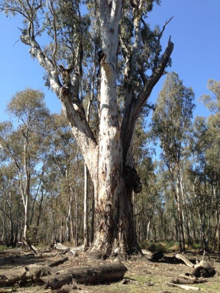 T11488 Eucalyptus camaldulensis