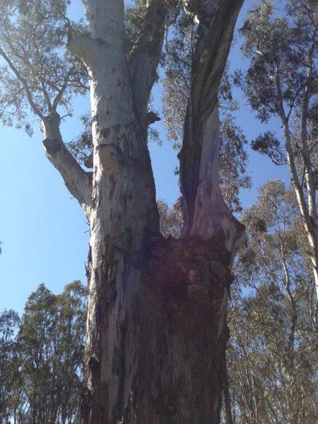 T11488 Eucalyptus camaldulensis