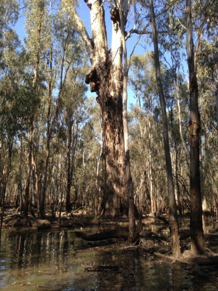 T11490 Eucalyptus camaldulensis