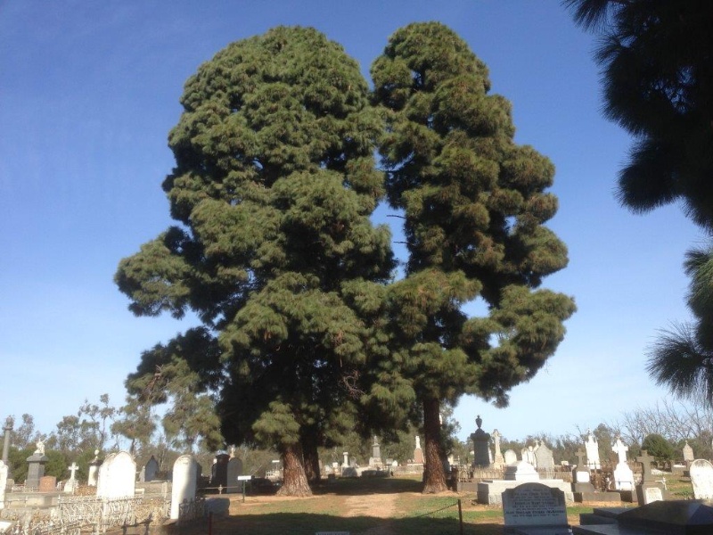 T11554 Pinus roxburghii