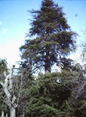 T11299 Sequoia sempervirens