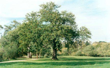 L10264 Oak Tree Yallambie Municipal Park