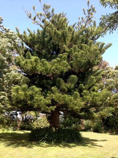 Norfolk Island Pine