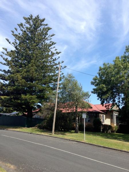 Norfolk Island Pine, 14 Bridge St