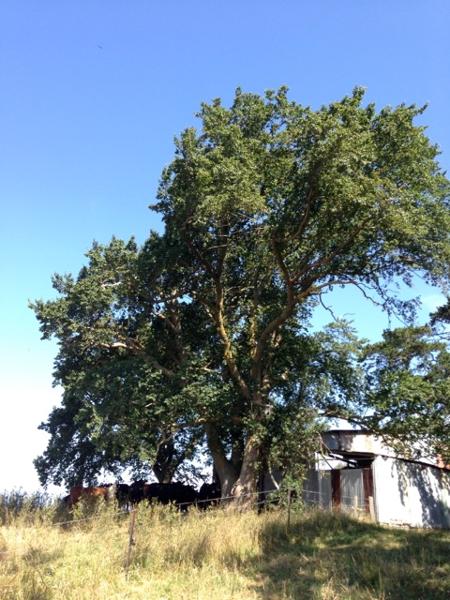 Elms beside shed at Ogilvy homestead site