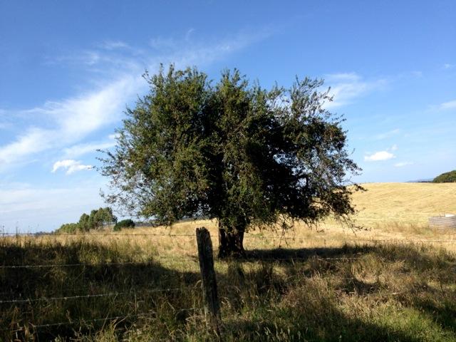 Cherry tree east of shed at Ogilvy Homestead site